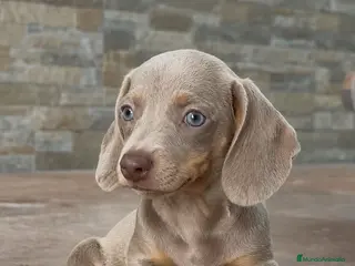 Teckel Miniatura perros Teckel Mini Pelo Corto Isabella - Anuncio 34