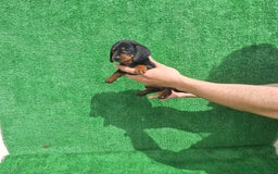 Teckel Miniatura perros en venta: TECKEL KANINCHEN MINIATURA  - Imagen 3