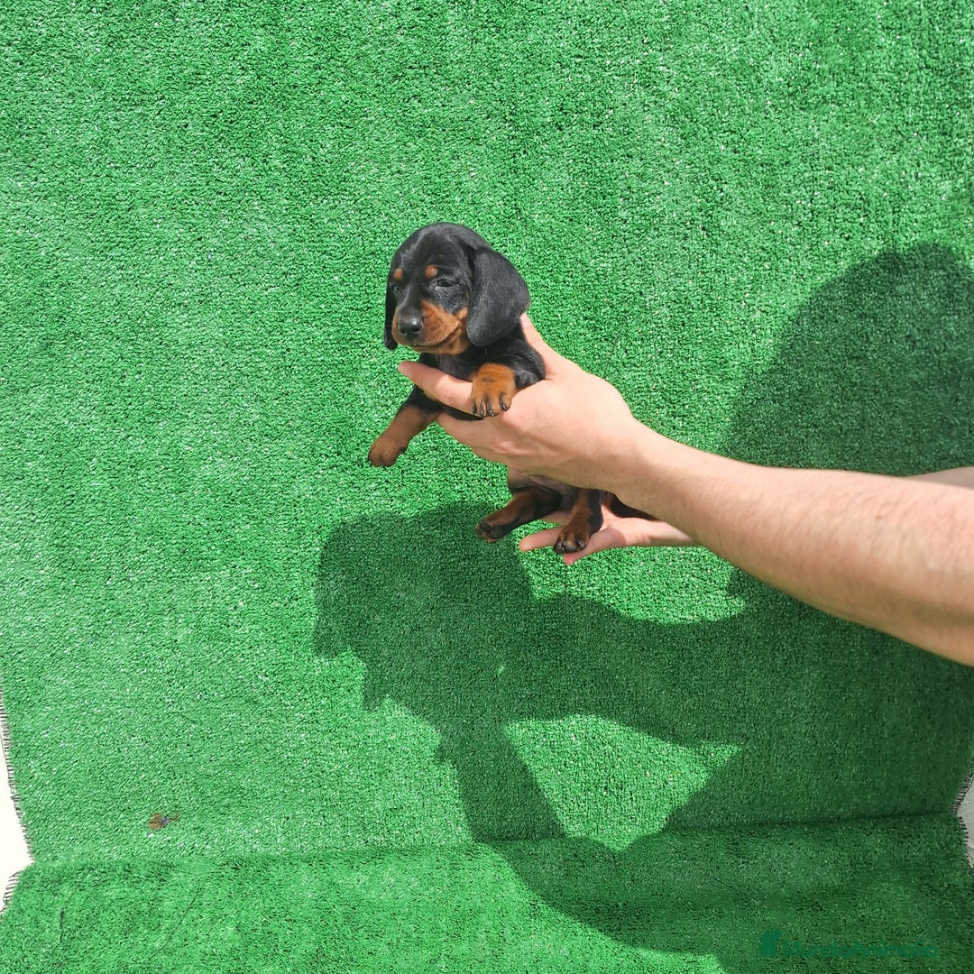 Teckel Miniatura perros en venta: TECKEL KANINCHEN MINIATURA  - Imagen 3
