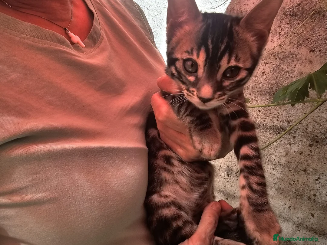 Bengalí gatos en venta: Bengalí - Anuncio 1