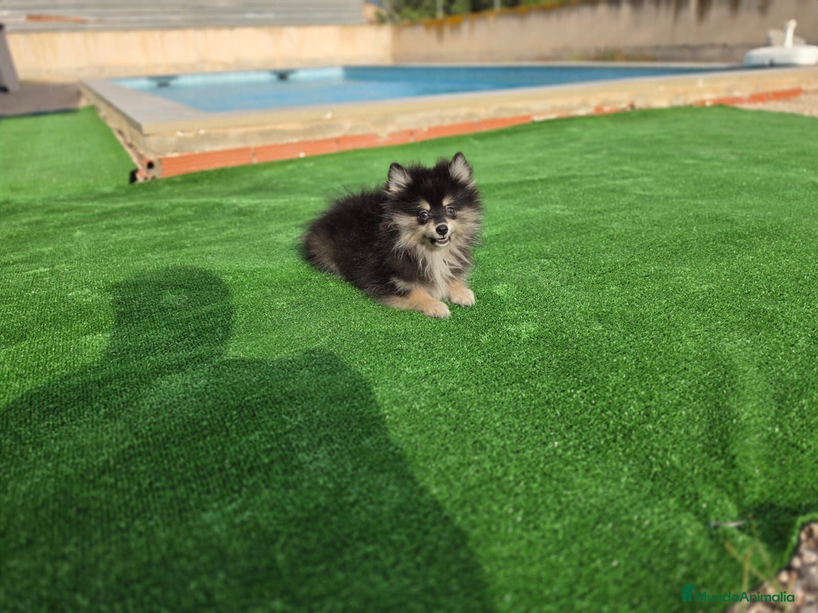 Pomerania perros Cachorritos Pomerania - Anuncio 38
