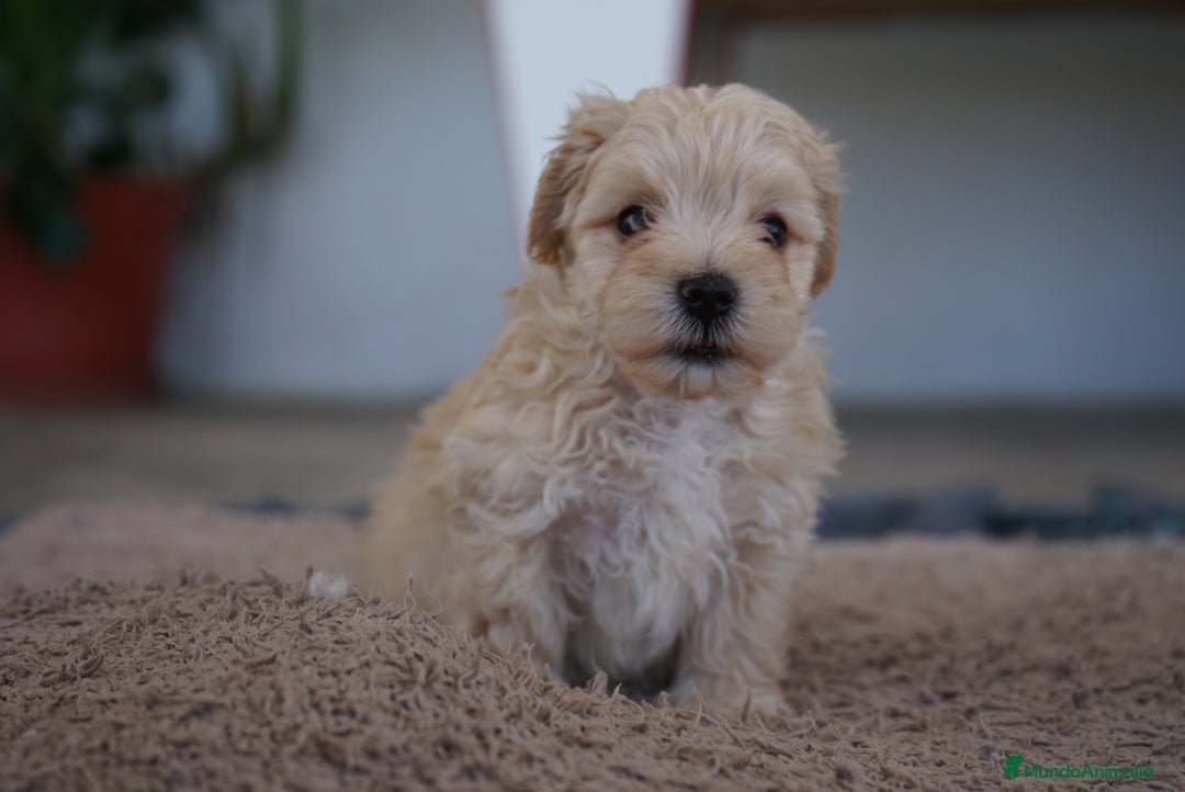 Maltipoo perros en venta: 🐾 Manolo y Jacinto – Hermanitos Maltipoo 🐾 - Imagen 5