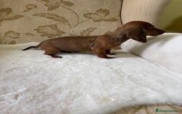Teckel Miniatura perros en venta: Teckel kaninchen cachorro macho  - Imagen 10