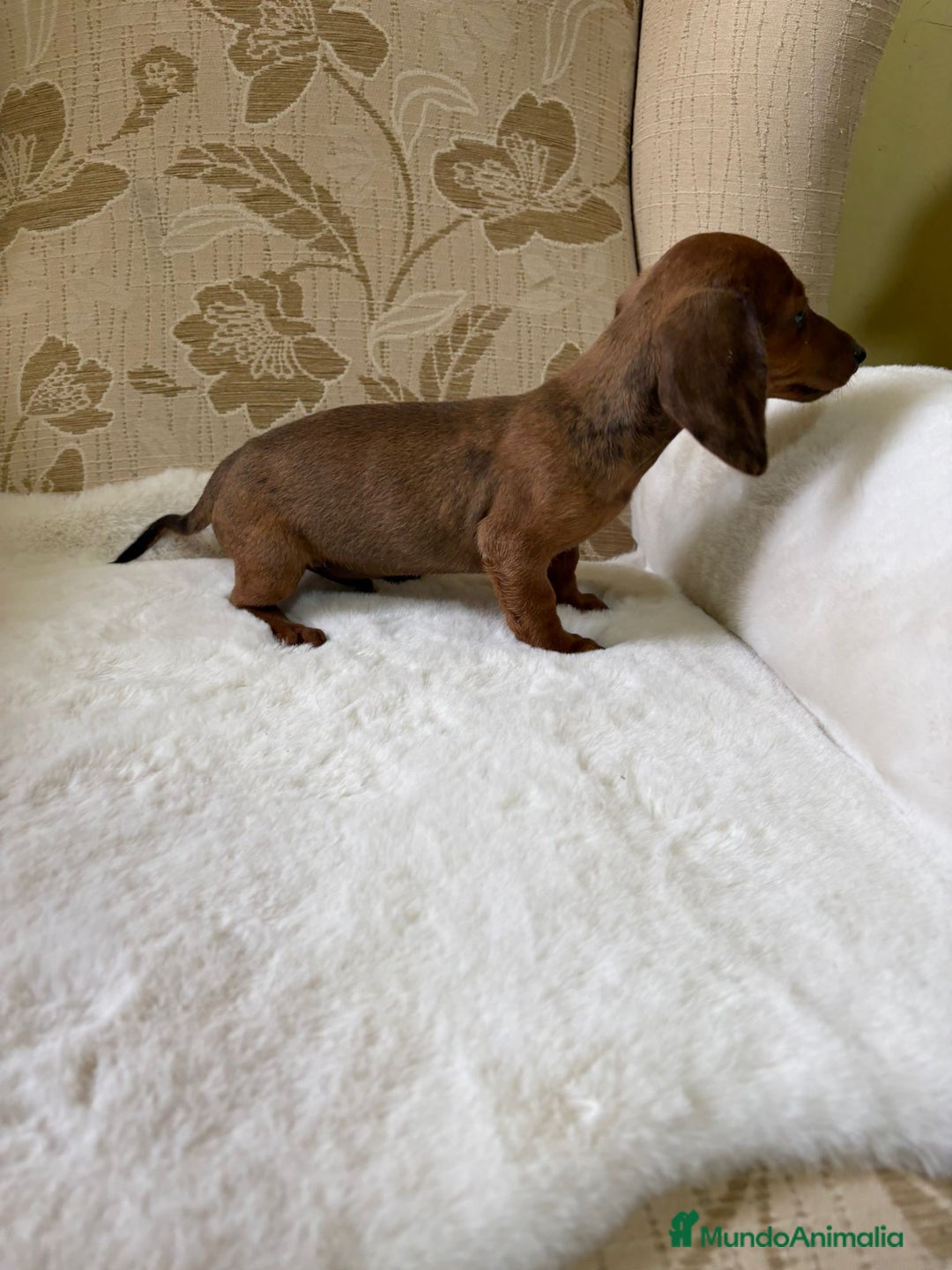 Teckel Miniatura perros en venta: Teckel kaninchen cachorro macho  - Imagen 10