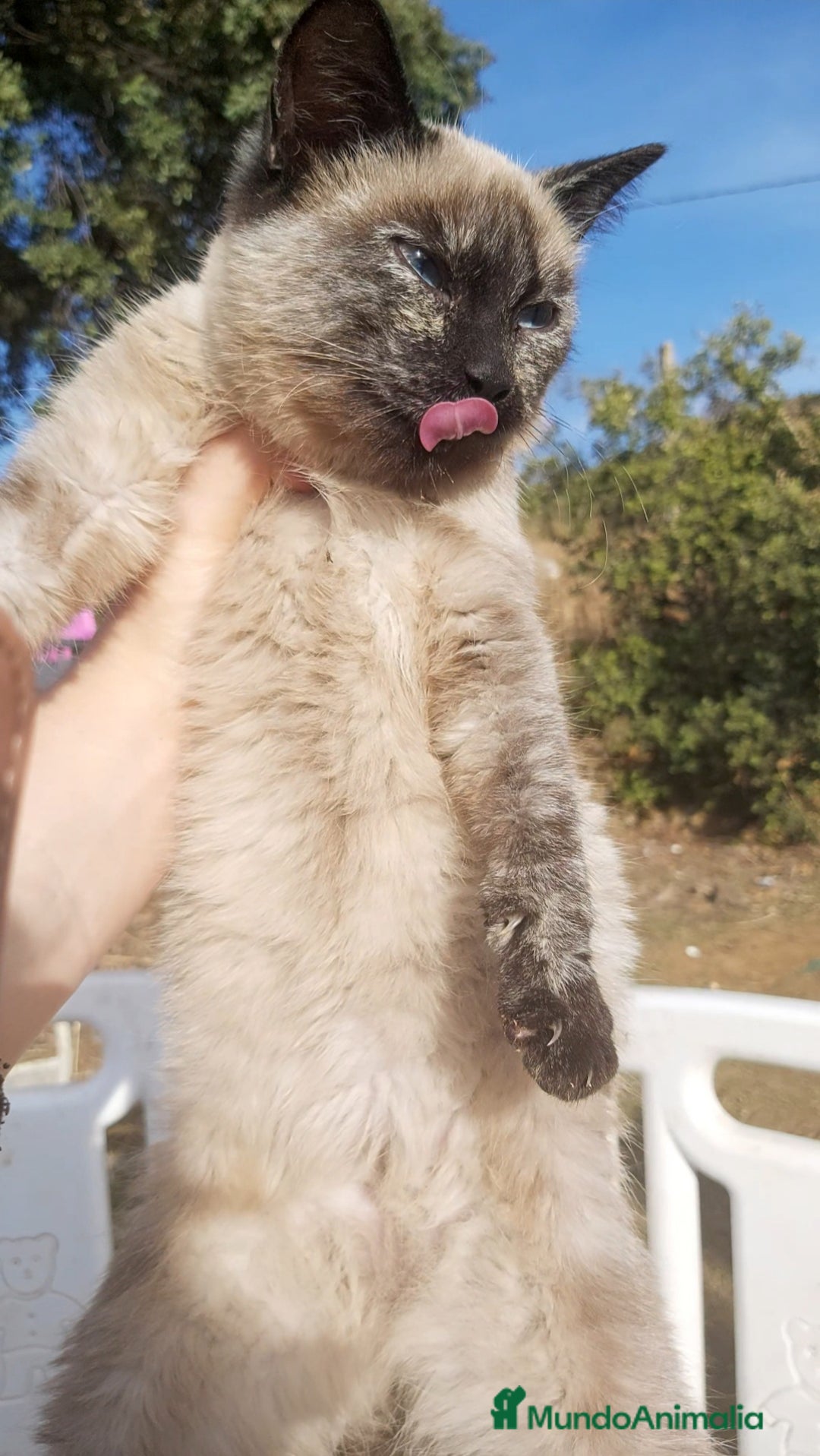 Siamés gatos en venta: Gatito Siames 3 meses - Anuncio 1