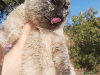 Siamés gatos Gatito Siames 3 meses - Anuncio 2