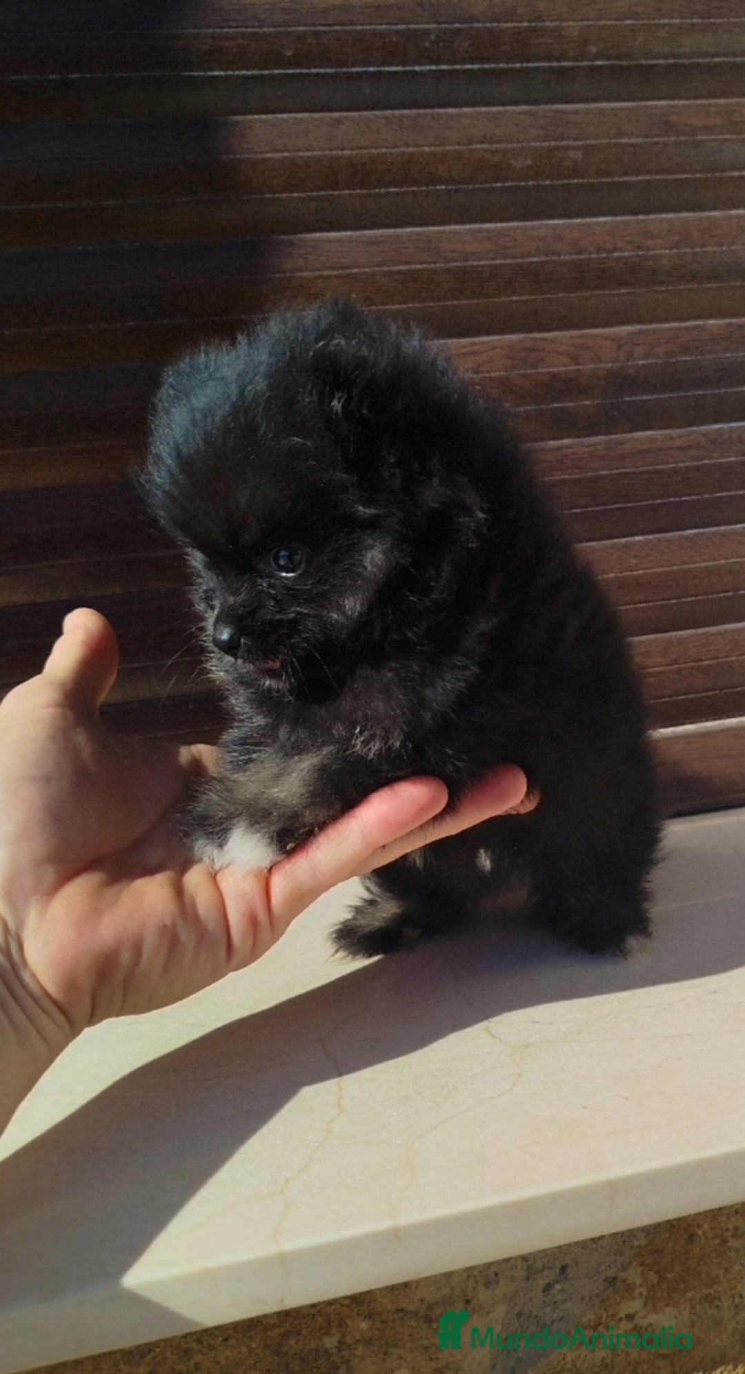 Pomerania perros en venta: Lulú de pomerania toy  - Imagen 3