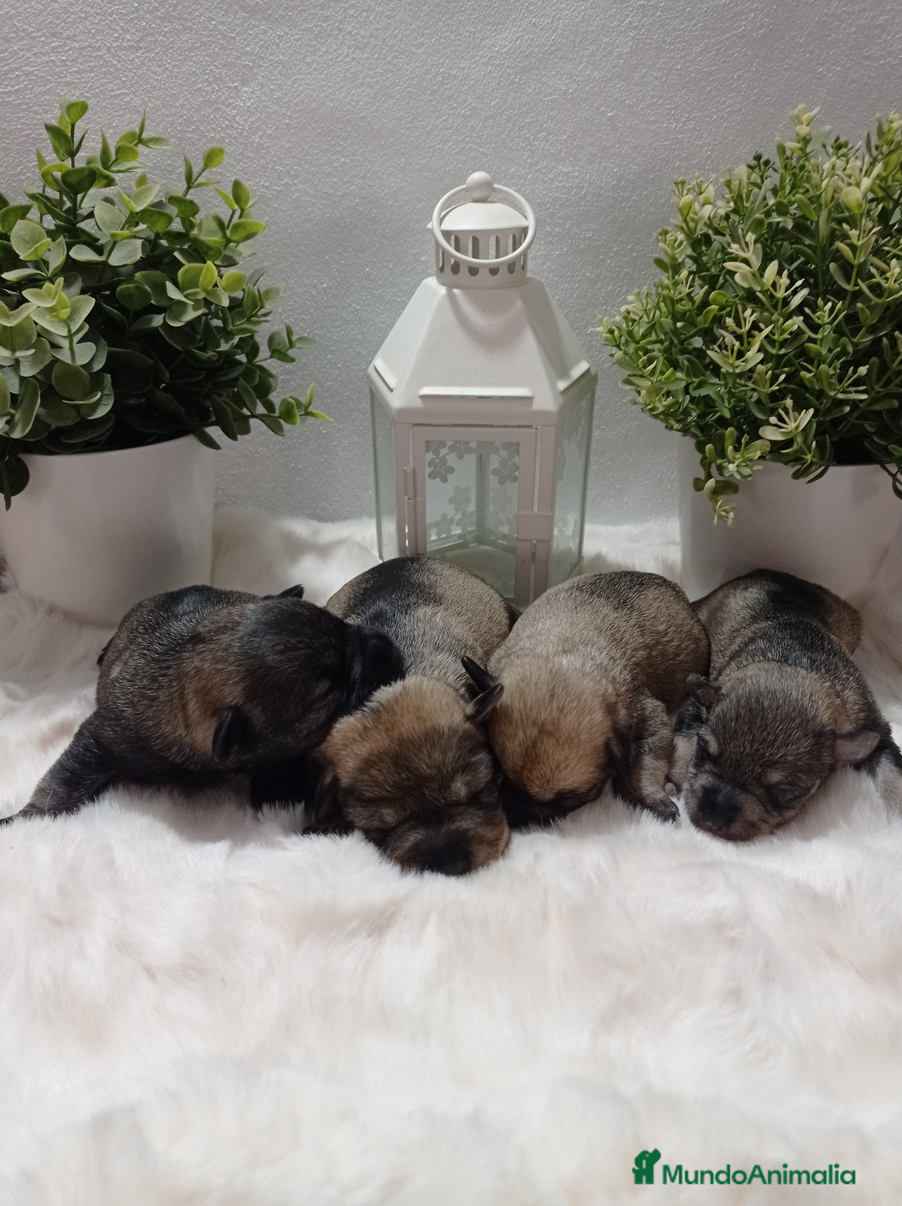 Schnauzer Miniatura perros Schnauzer miniatura sal y pimienta 😍🐾❤️ - Anuncio 1