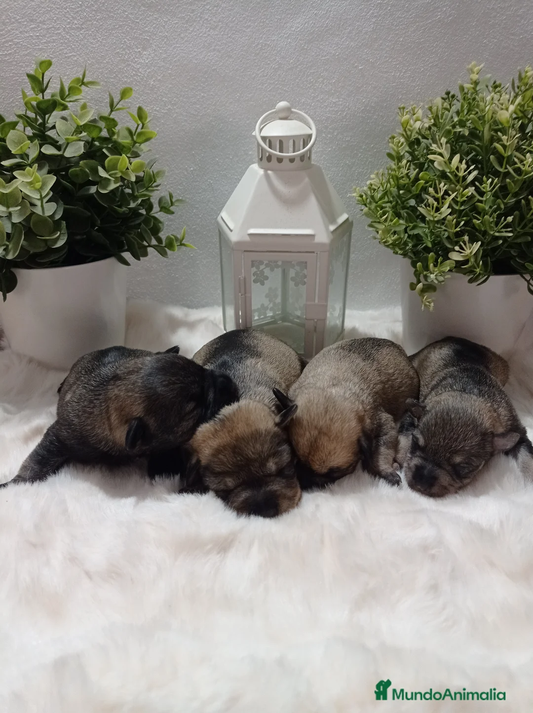 Schnauzer Miniatura perros en venta: Schnauzer miniatura sal y pimienta 😍🐾❤️ - Anuncio 1