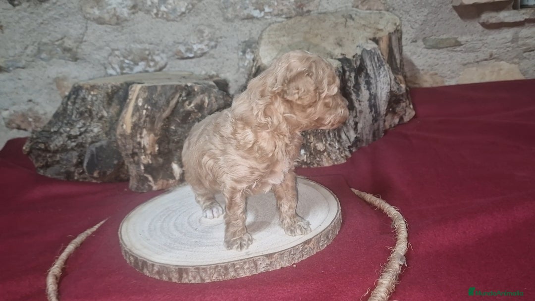 Raza Mixta perros en venta: Caniche apricot enano/toy - Anuncio 2