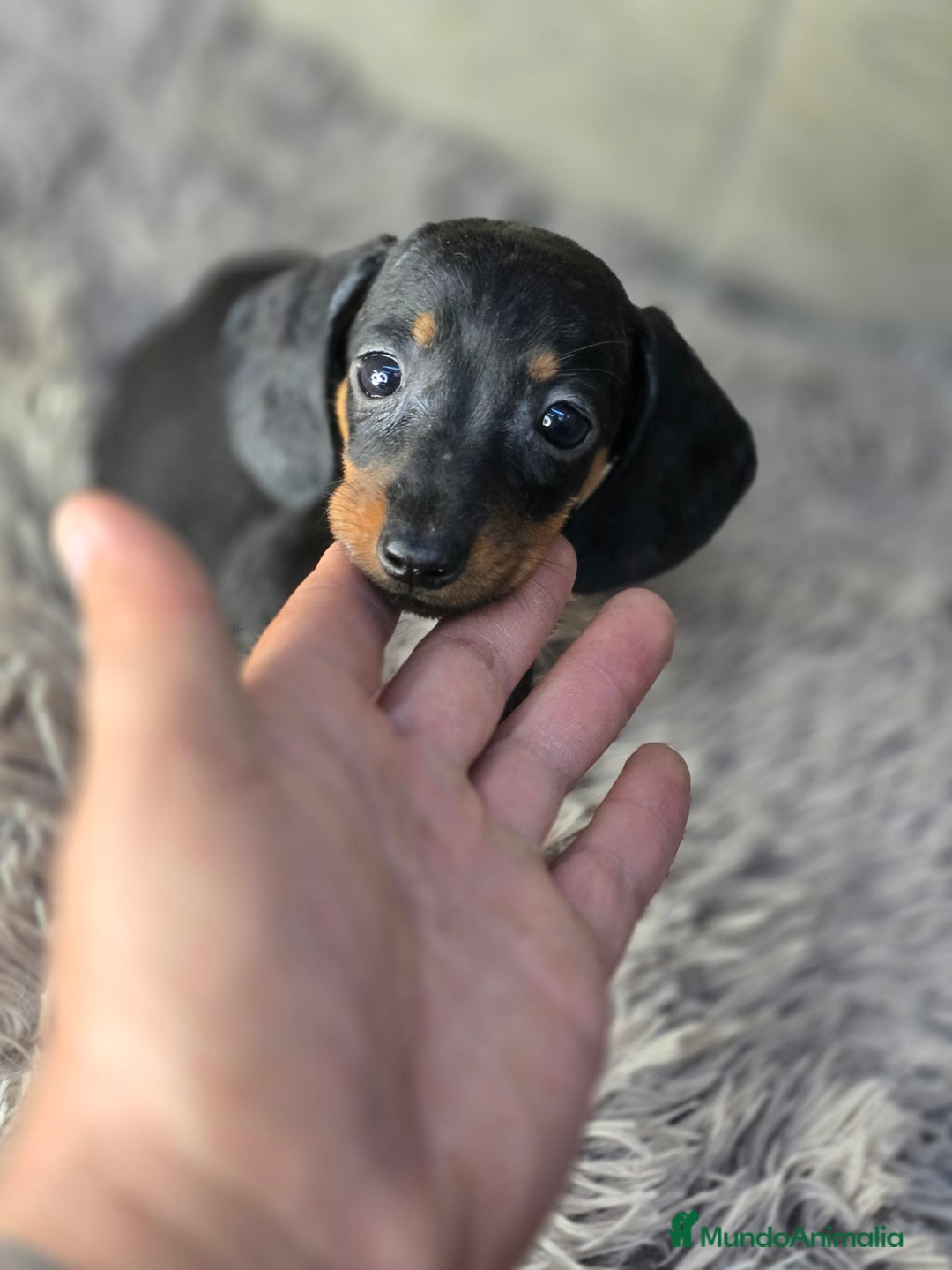 Teckel Miniatura perros en venta: Teckel negro fuego super pequeños - Imagen 3