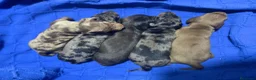 Teckel Miniatura perros en venta: teckel miniatura  en Vizcaya - Anuncio 1