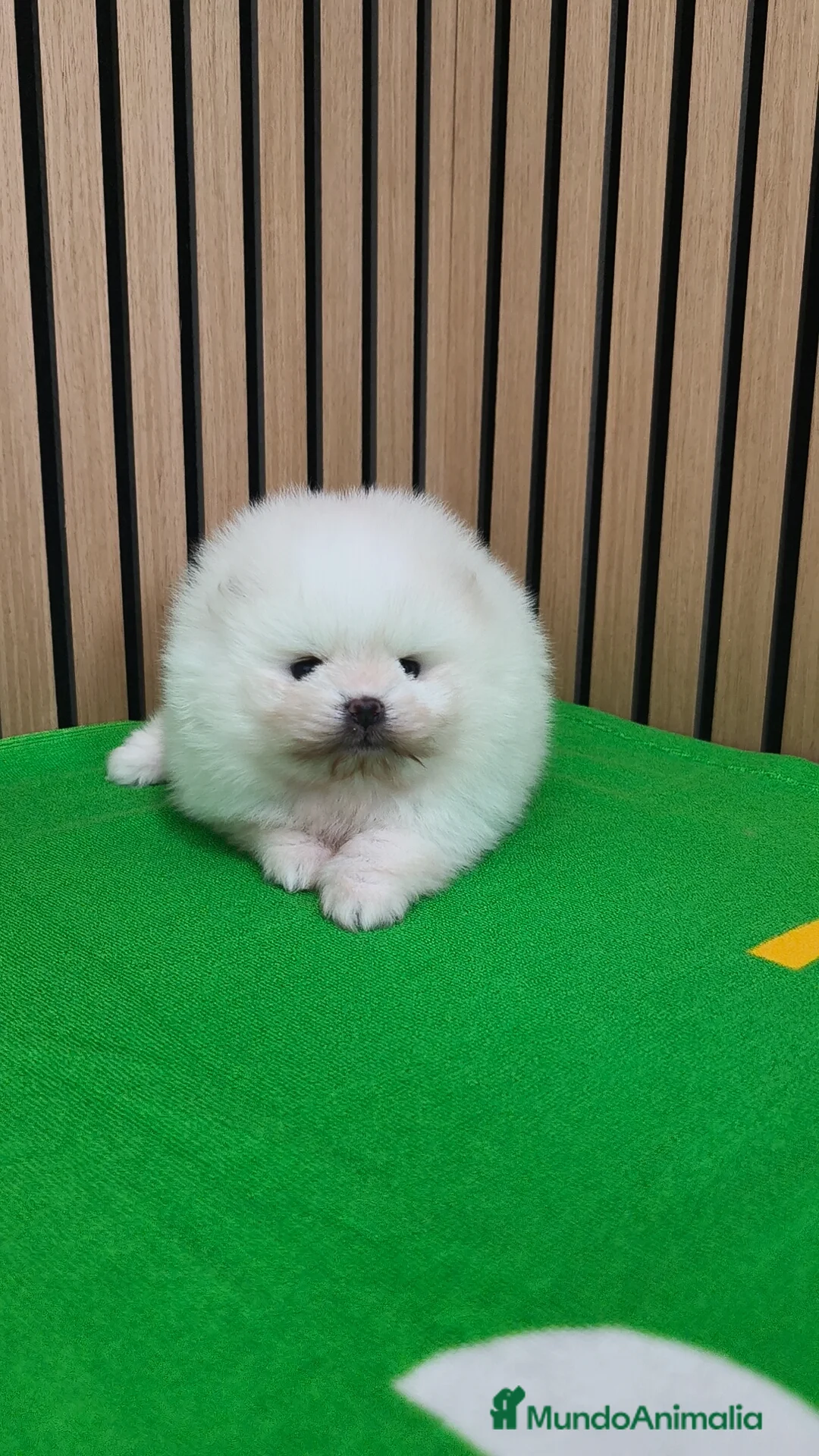 Pomerania perros en venta: Disponible macho y hembra  - Anuncio 3
