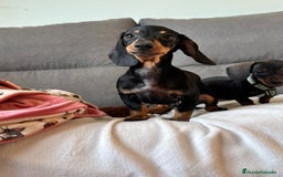 Teckel perros en venta: Teckel miniatura - Imagen 1