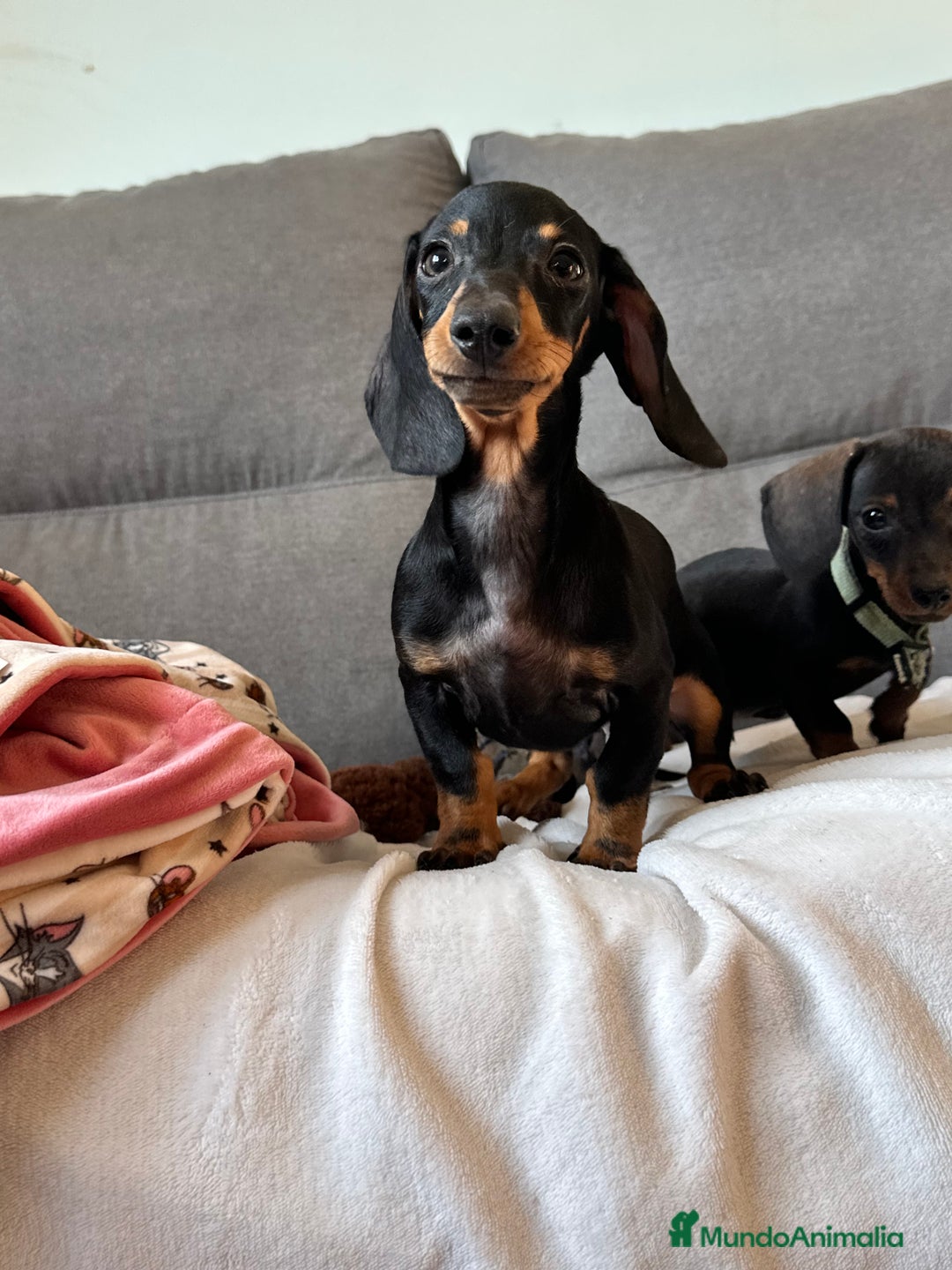 Teckel perros en venta: Teckel miniatura - Imagen 1