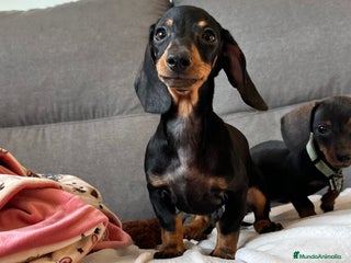 Teckel perros - Anuncio 1