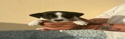 Ratonero Bodeguero Andaluz perros en venta: Bodegueros  - Anuncio 4