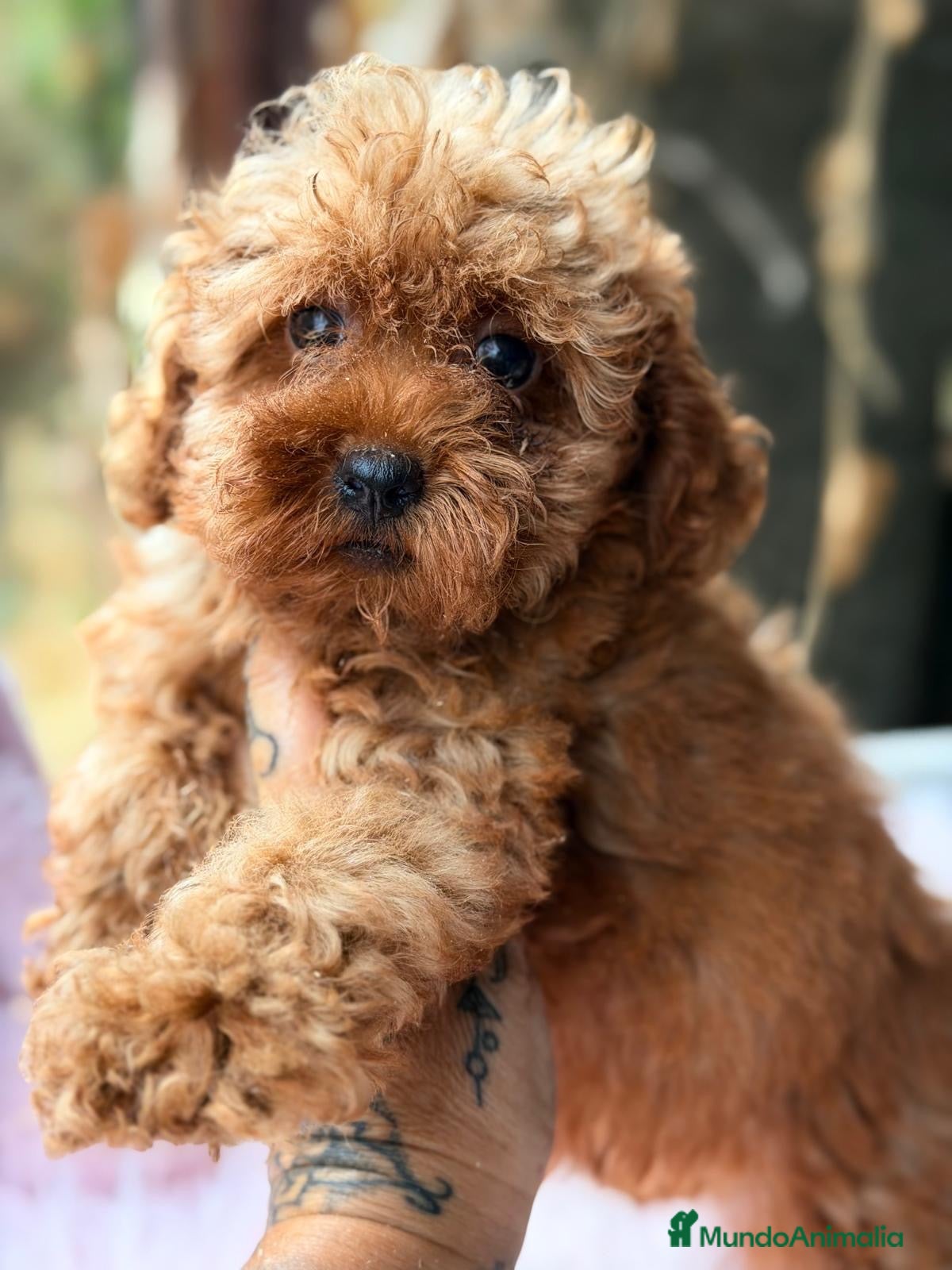 Caniche Toy perros Preciosas Caniches toy🩷🐾 - Anuncio 1
