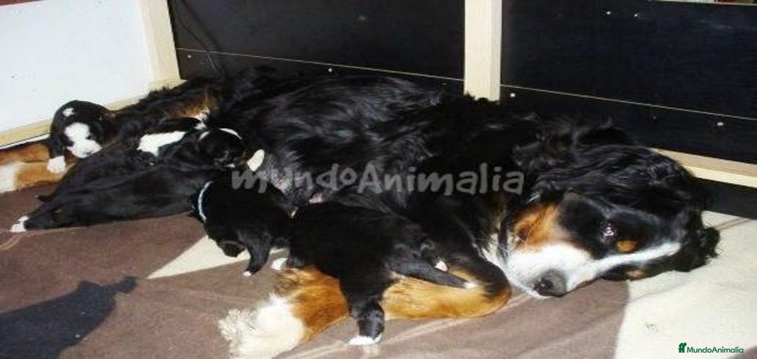 Imagen de galería {{count}}