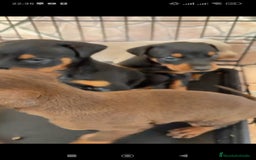 Pinscher Miniatura perros en venta: ADORABLES CACHORROS DE MINI PINCHER - Anuncio 2