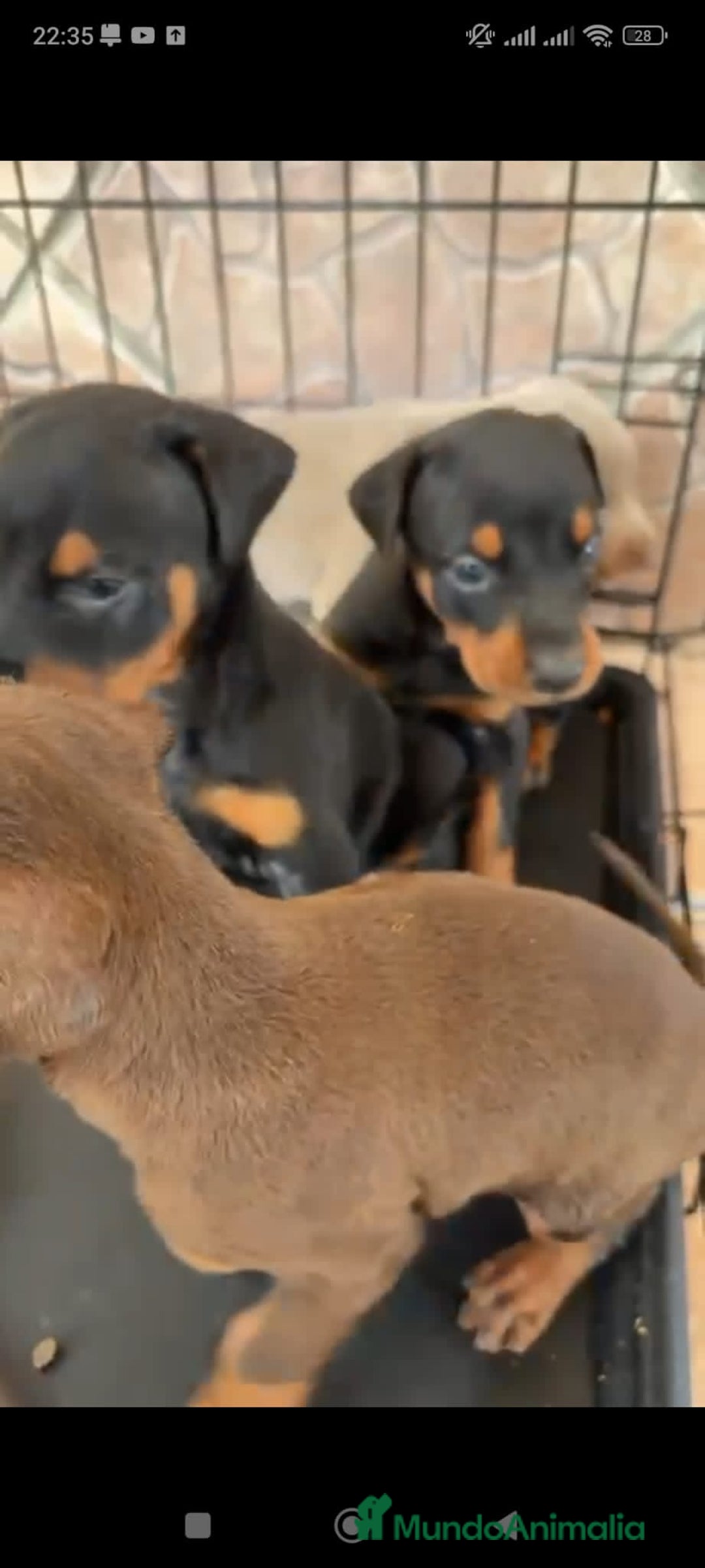 Pinscher Miniatura perros en venta: ADORABLES CACHORROS DE MINI PINCHER - Anuncio 2