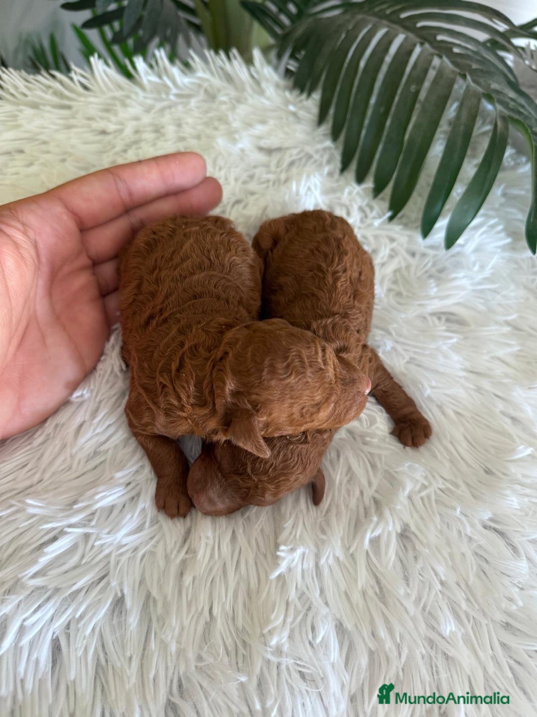 Caniche Toy perros en venta: CANICHE TOY ROJO - Imagen 7
