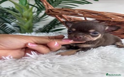 Chihuahua perros en venta: CHIHUAHUA MACHO CHOCOLATE  - Imagen 11
