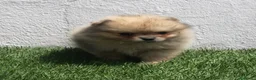 Pomerania perros en venta: Pomerania - Anuncio 3