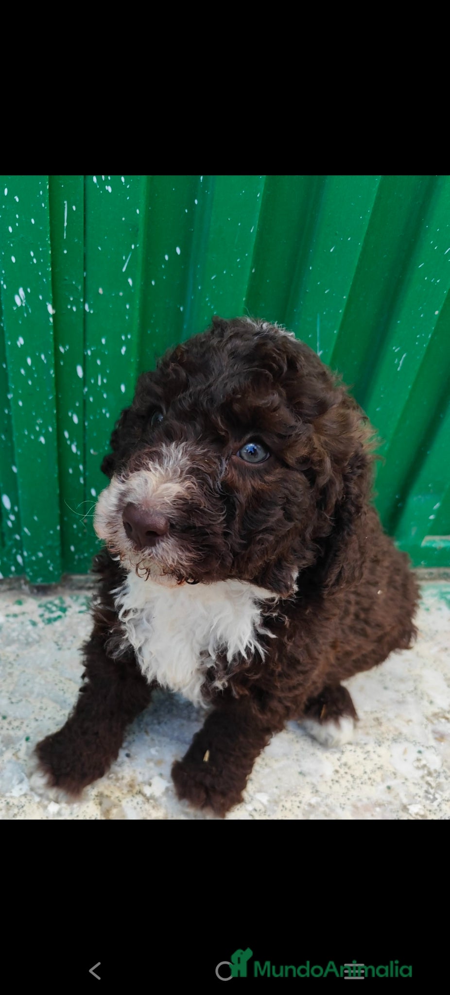 Perro de Agua Español perros Disponible Perros de agua de calidad  - Anuncio 1
