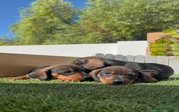 Teckel Miniatura perros en venta: TECKEL MINIATURA - Imagen 4