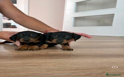 Teckel Miniatura perros en venta: Teckel  - Imagen 2