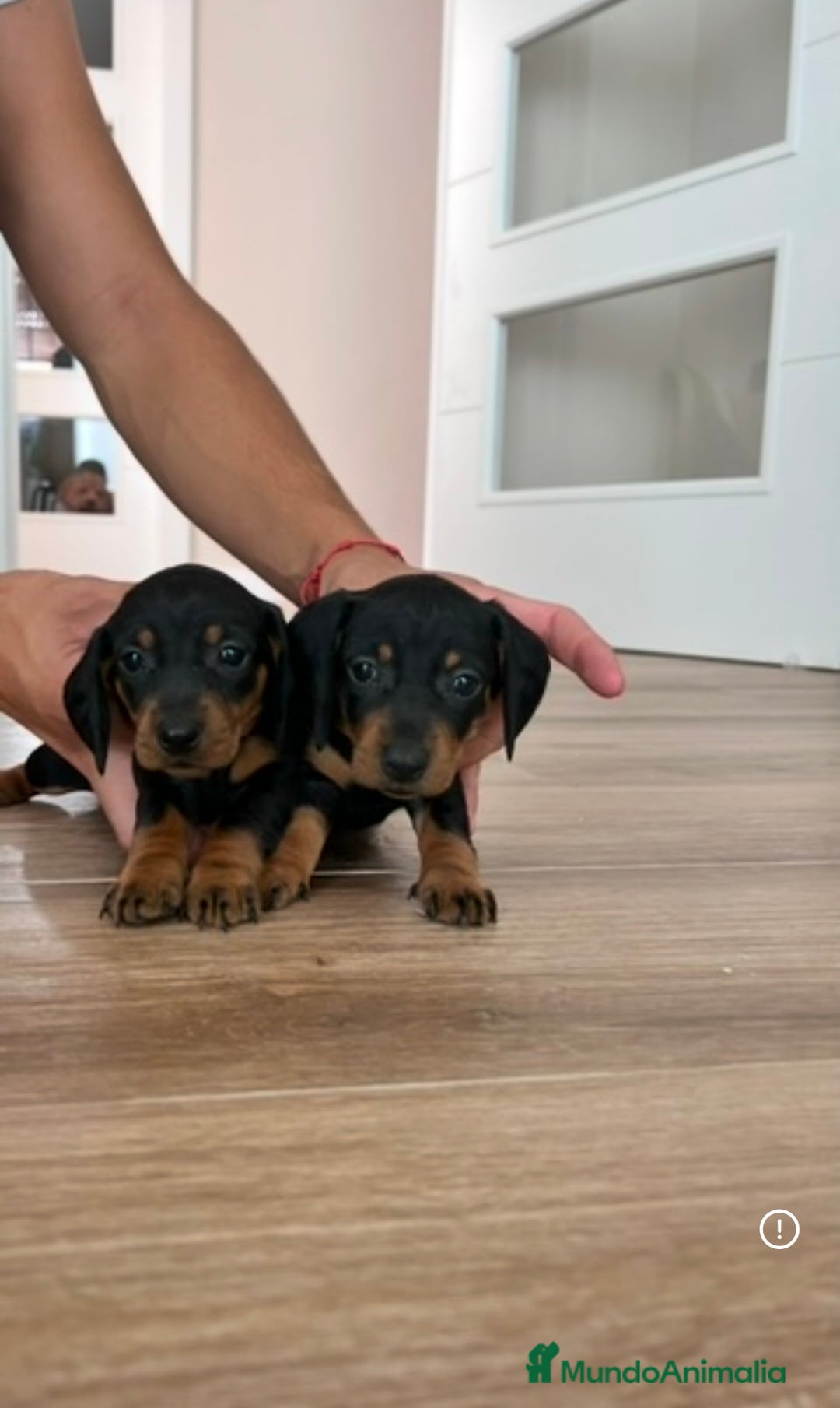 Teckel Miniatura perros en venta: Teckel  - Imagen 2