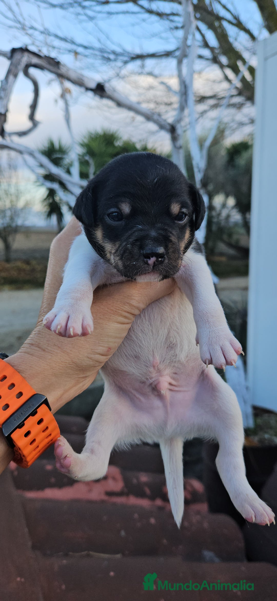 Ratonero Bodeguero Andaluz perros en venta: Ratonero bodeguero andaluz - Anuncio 1