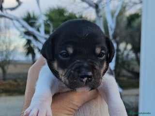 Ratonero Bodeguero Andaluz perros Ratonero bodeguero andaluz - Anuncio 2