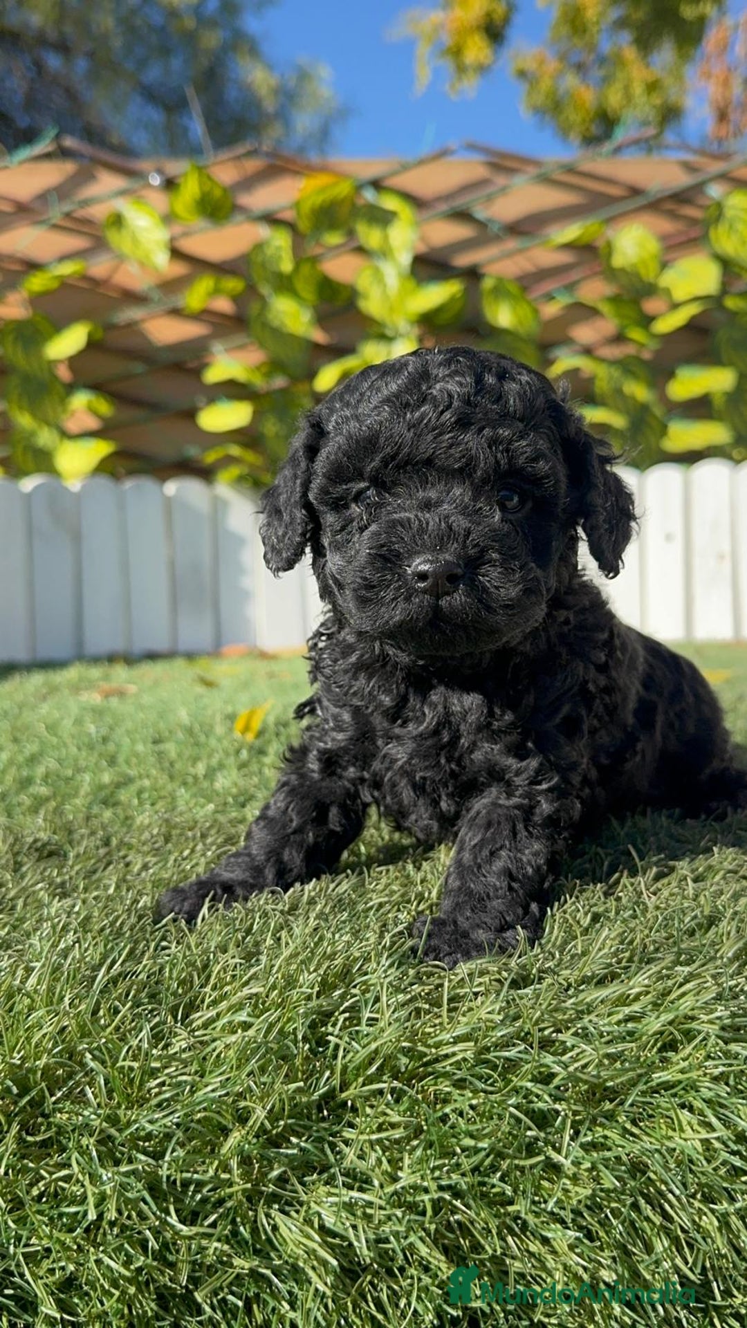 Caniche Toy perros en venta: CANICHE TOY HEMBRA - Anuncio 11