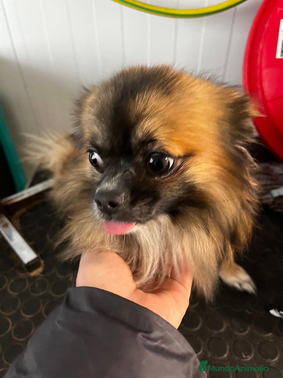 Pomchi perros en adopcion: Chihuhuha  - Anuncio 1