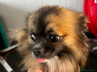 Pomchi perros Chihuhuha - Anuncio 1