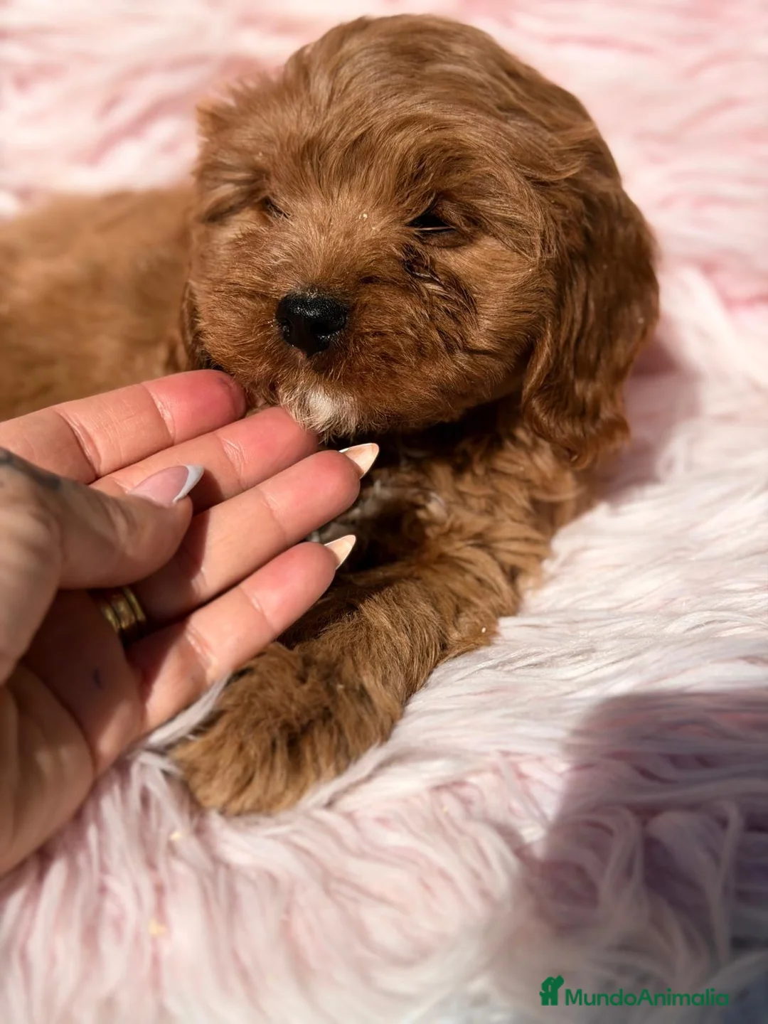Cavapoo perros en venta: Cavapoo roja - Anuncio 5