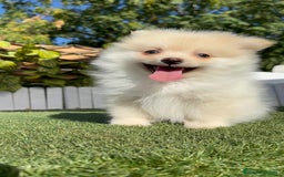 Pomerania perros en venta: POMERANIA - Imagen 25