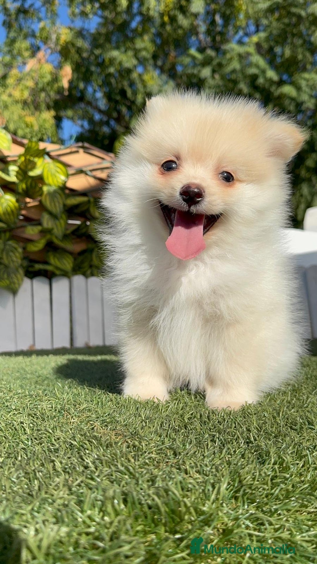 Pomerania perros en venta: POMERANIA - Imagen 25