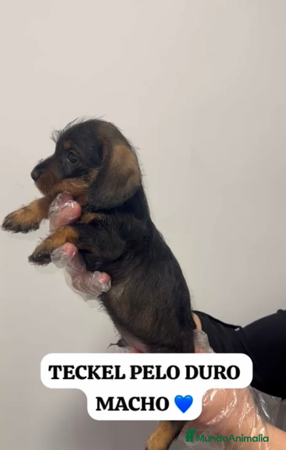 Teckel perros en venta: PRECIOSO BEBÉ DE TECKEL PELO DURO MACHO  - Anuncio 2