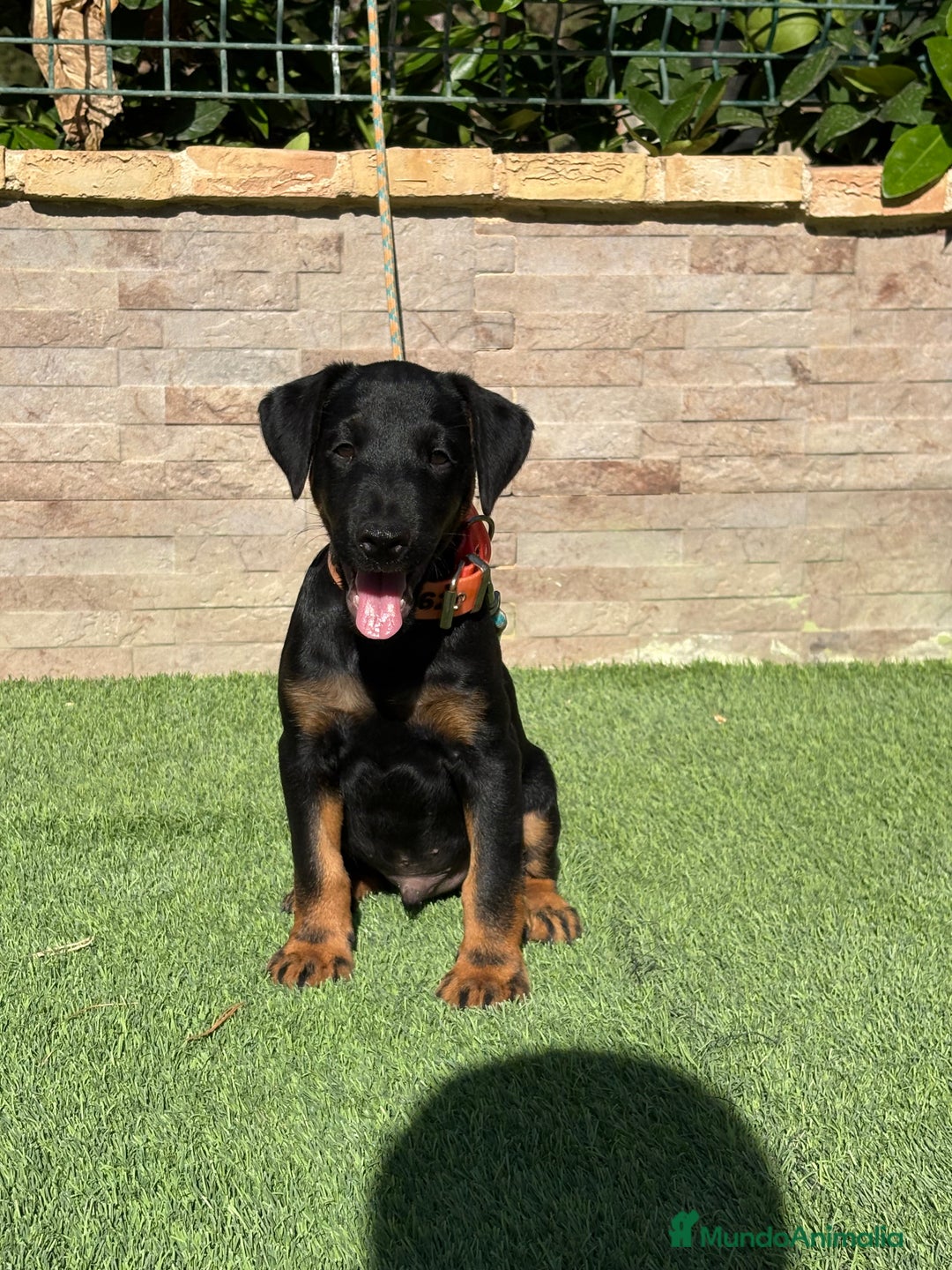 Terrier Alemán de Caza perros en venta: Cachorro Jagd terrier  - Imagen 2