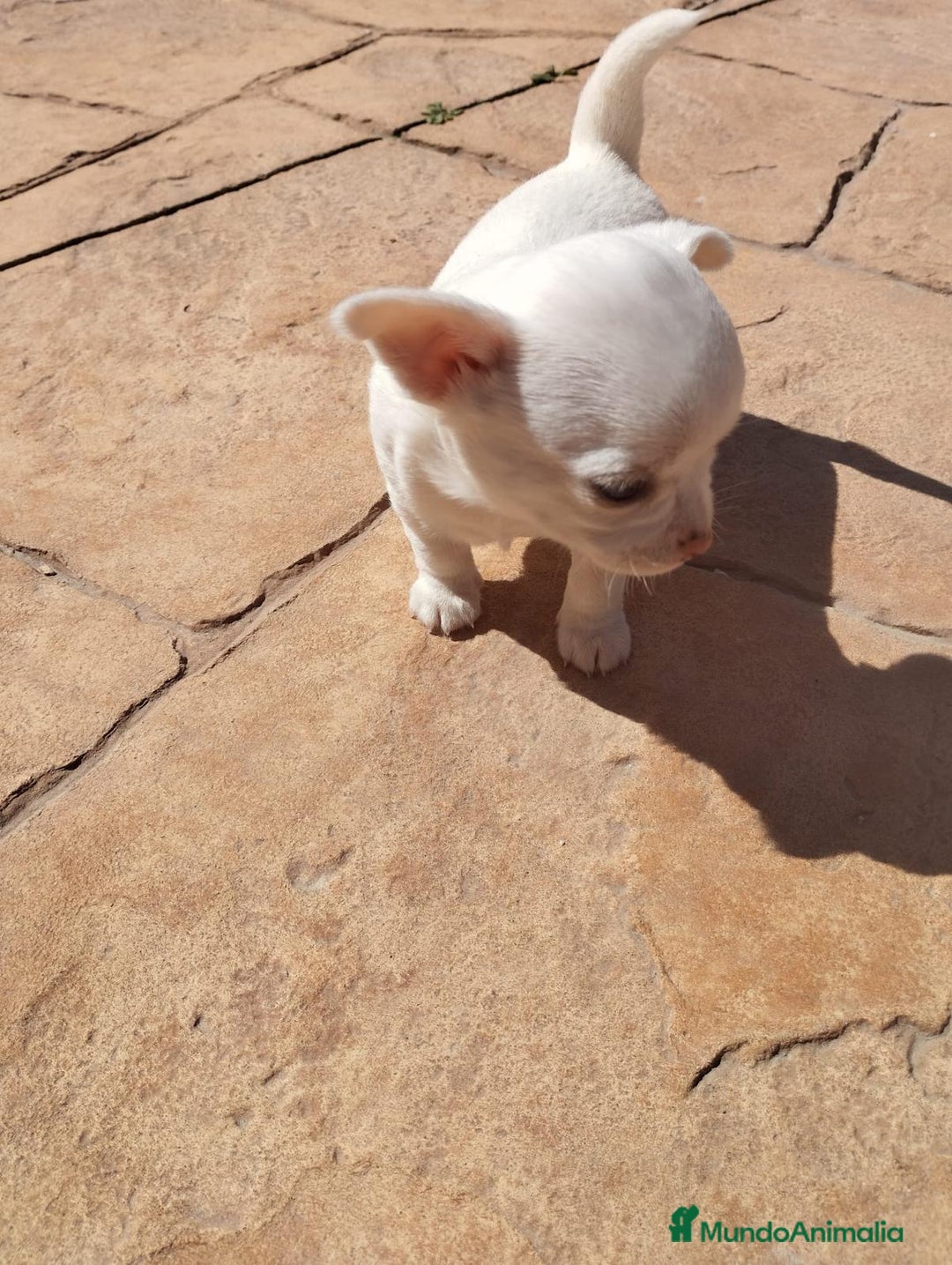Chihuahua perros en venta: Achuchable bebé de Chihuahua - Imagen 2
