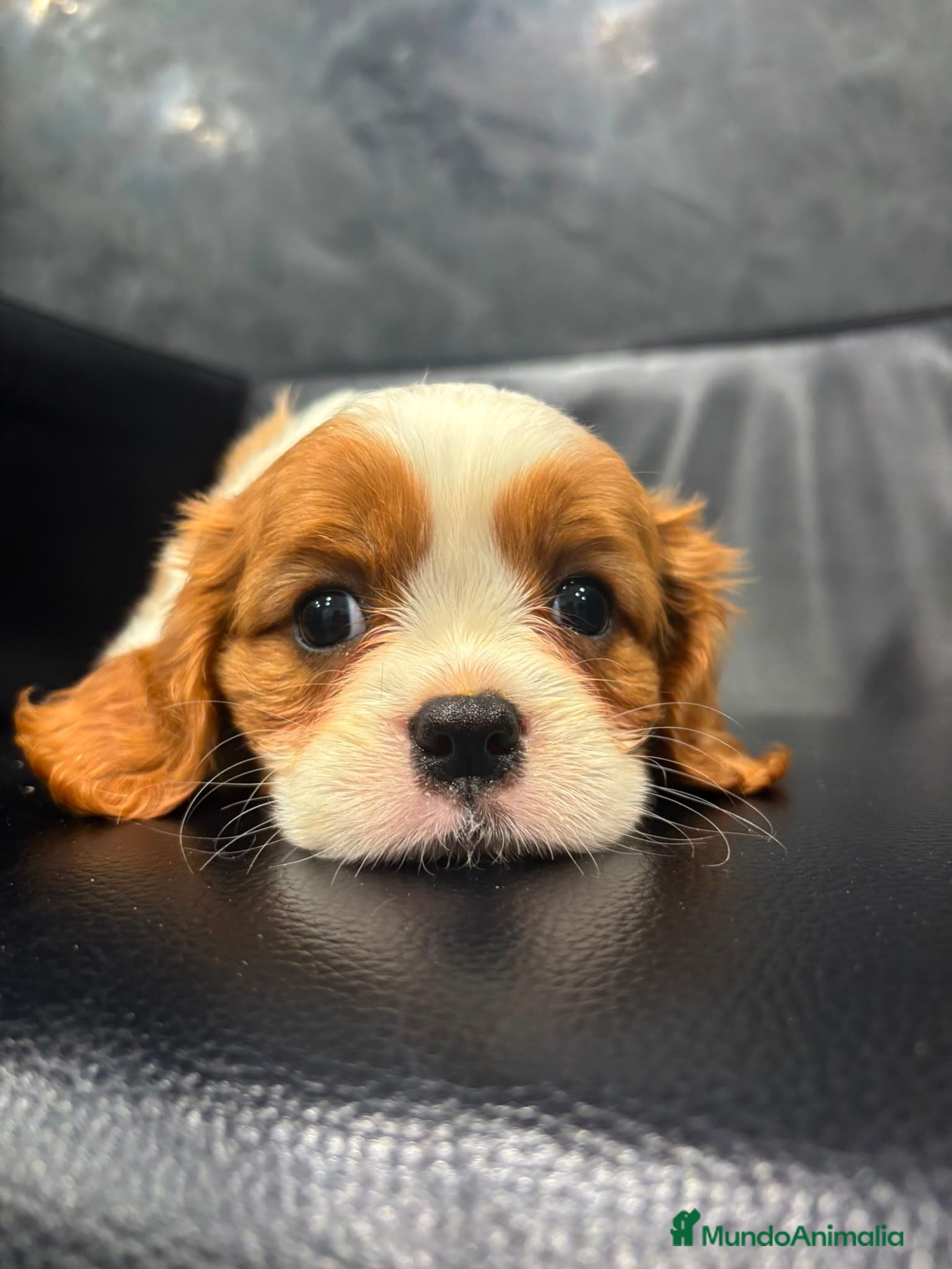 Cavalier King Charles Spaniel perros PRECIOASA CAMADA DE CAVALIER - Anuncio 3