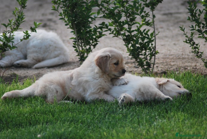 Golden Retriever perros en Madrid - Anuncio 14