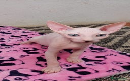 Sphynx gatos en venta: Preciosa camada lista para entregar  - Imagen 3