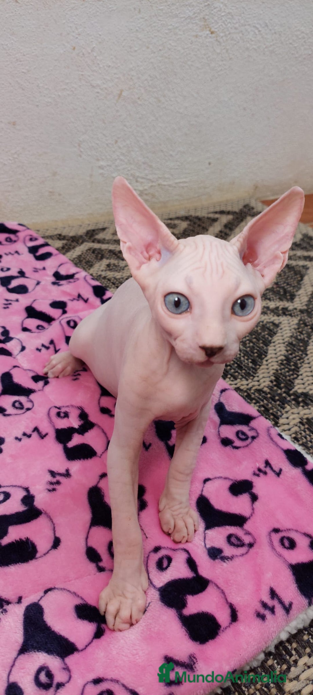 Sphynx gatos en venta: Preciosa camada lista para entregar  - Imagen 3