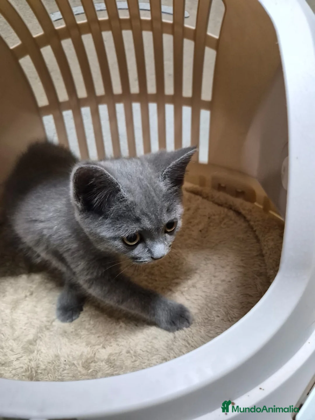 Británico de Pelo Corto Azul gatos en venta: Gatitas de brithis shorthai,   - Anuncio 2