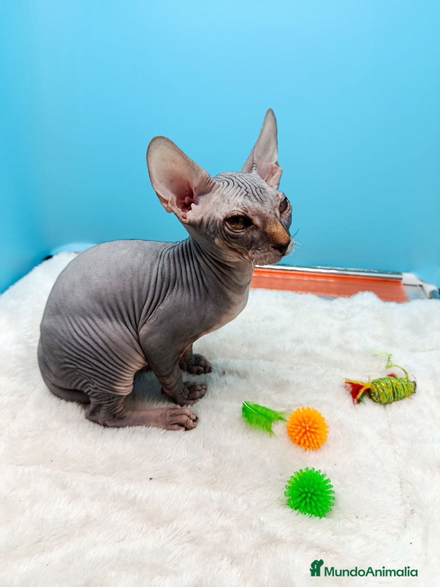 Sphynx gatos Gatitos Egipcios  - Anuncio 3
