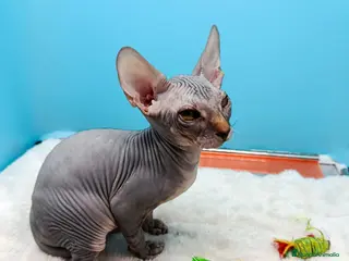 Sphynx gatos Gatitos Egipcios - Anuncio 3